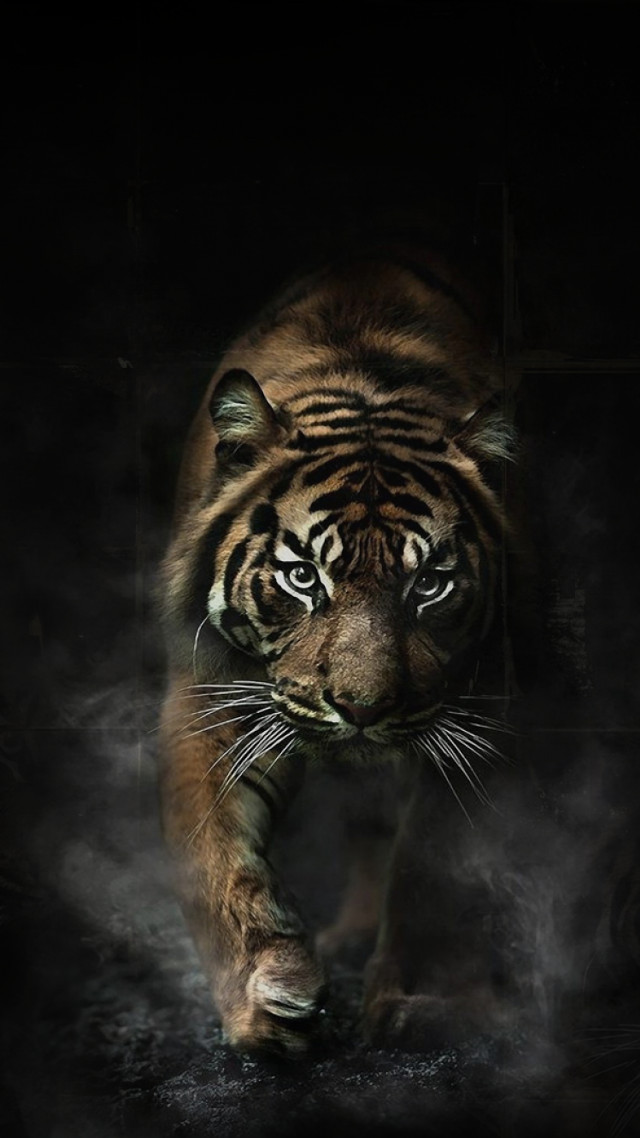 Tiger walking dark smoke mouth free wallpaper - medium preview image
