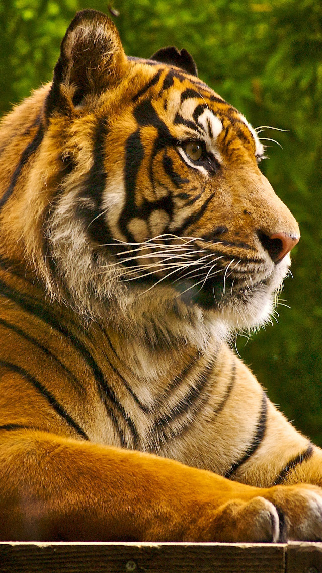 Tiger laying wooden platform forest free wallpaper - medium preview image