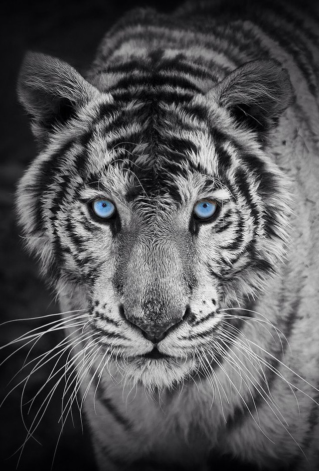White tiger blue eyes marble free wallpaper - medium preview image