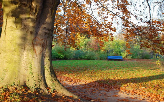 Park bench tree fall leaves free wallpaper - medium preview image
