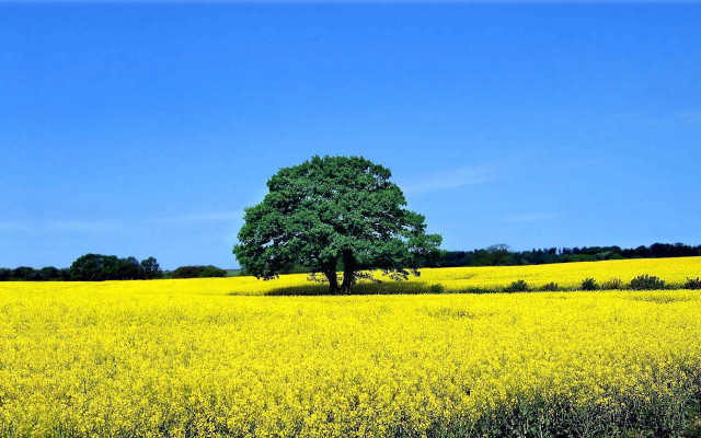 Lone tree yellow flowers blue free wallpaper - medium preview image