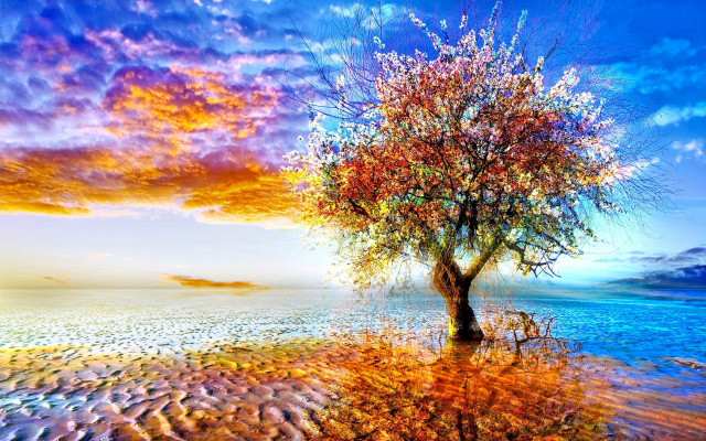 Tree sunset water colorful sky free wallpaper - medium preview image
