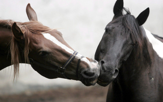 Horses touching noses tonalism puzzle free wallpaper - medium preview image