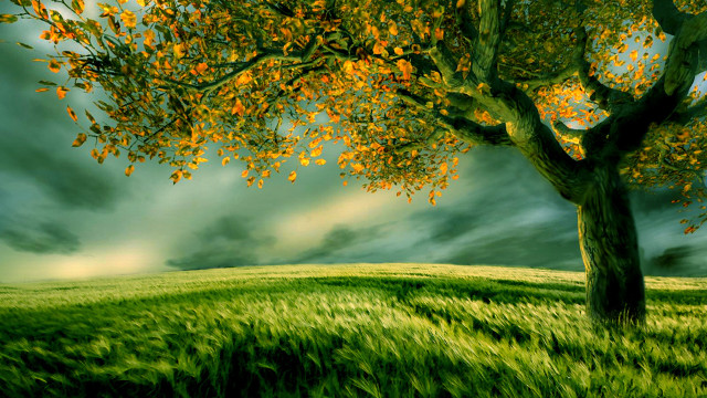 Tree grassy field cloudy sky free wallpaper - medium preview image