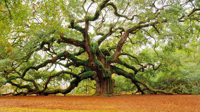 Large tree branches leaves park #2 free wallpaper - medium preview image
