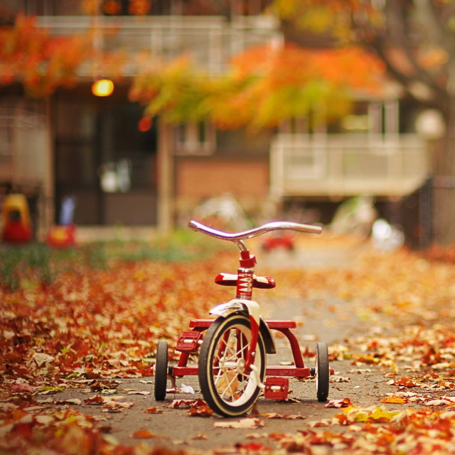 Red tricycle park fall leaves free wallpaper - medium preview image