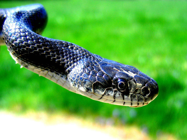 Snake hanging upside down branch free wallpaper - medium preview image