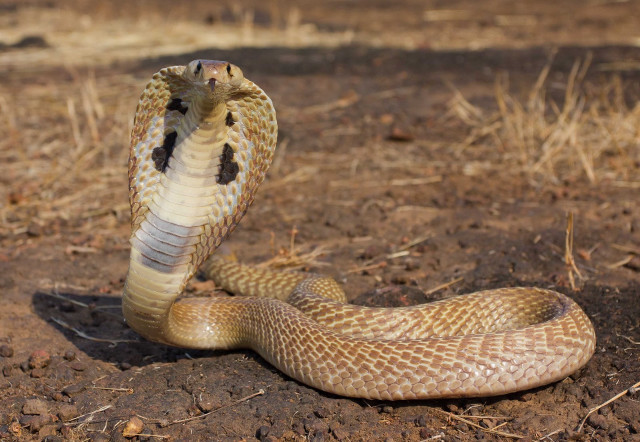 Snake laying ground head tongue free wallpaper - medium preview image