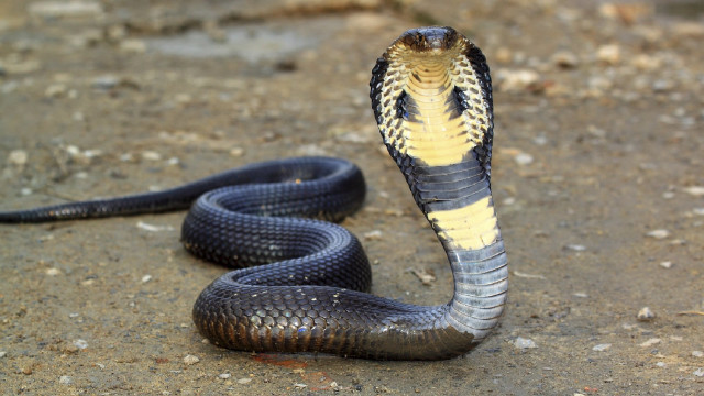 Snake yellow stripe black snake free wallpaper - medium preview image