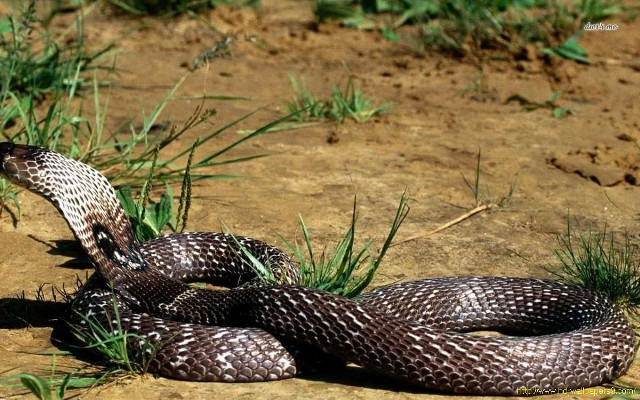 Snake eating grass dirt brown free wallpaper - medium preview image