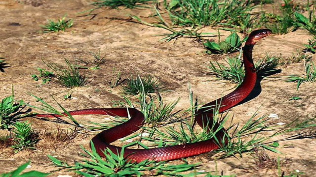 Red snake curled grass desert free wallpaper - medium preview image