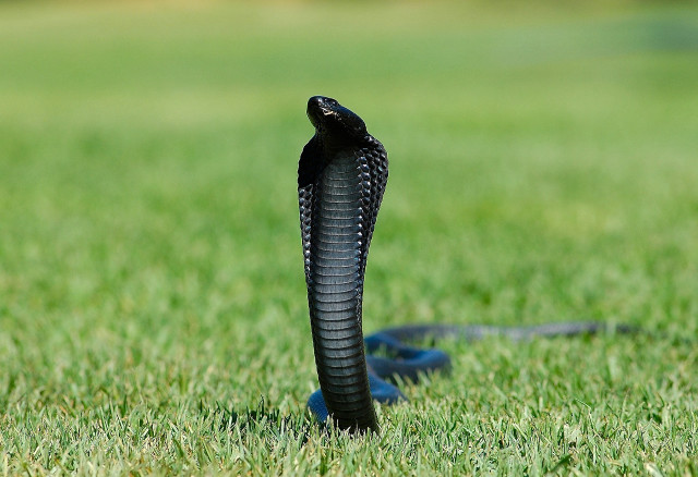 Black snake grass tongue out free wallpaper - medium preview image
