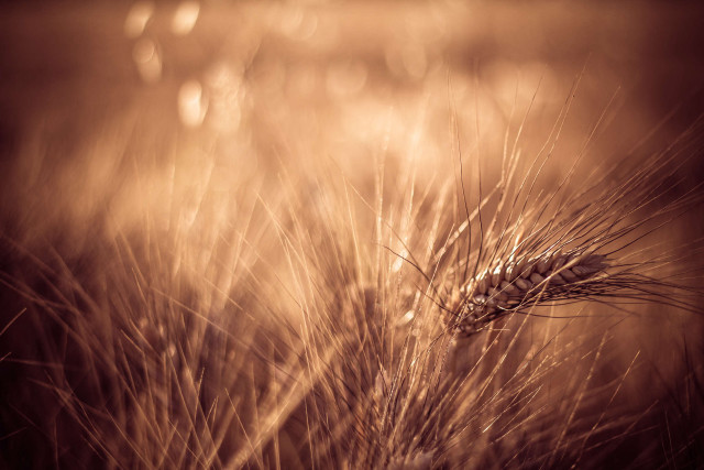 Wheat closeup grass field blurry free wallpaper - medium preview image