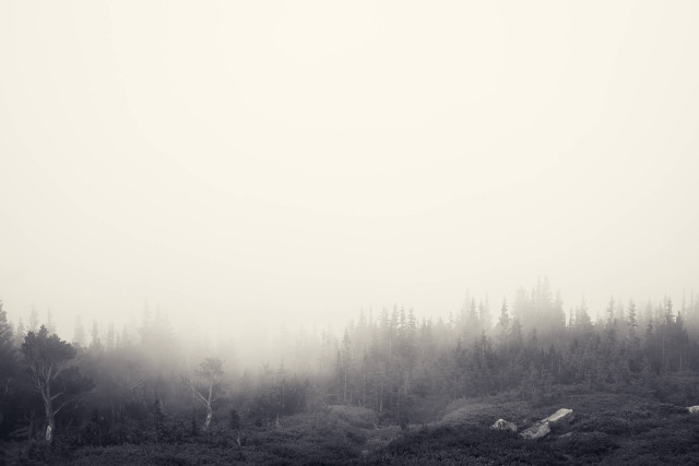 Foggy forest black white bench free wallpaper - medium preview image