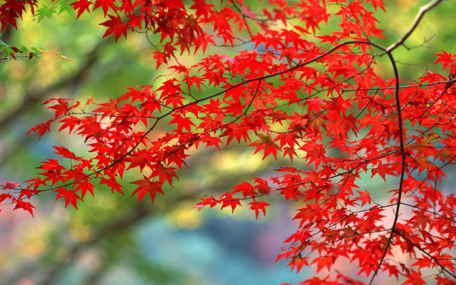 Red tree leaves foreground blurry free wallpaper - medium preview image