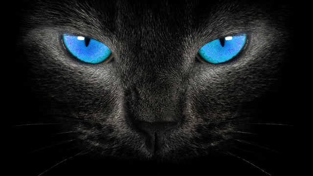 Black cat blue eyes camera free wallpaper - medium preview image