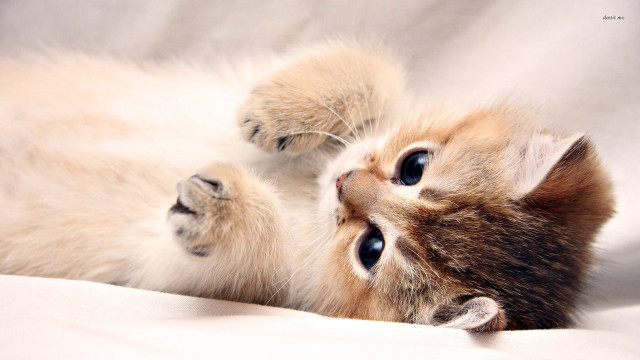 Kitten playing paw white sheet free wallpaper - medium preview image