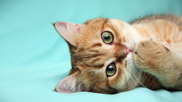 Cat laying blue blanket rococo free wallpaper - medium preview image