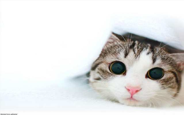 Cat white gray face peeking free wallpaper - medium preview image