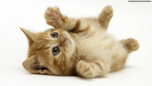 Kitten rolling back paws up #2 free wallpaper - medium preview image