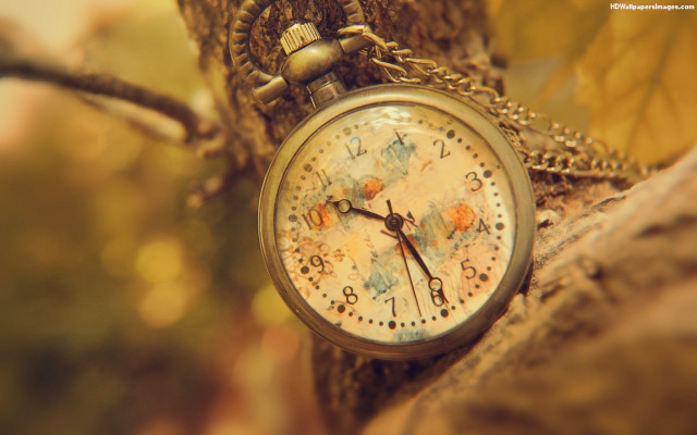 Pocket watch tree branch fall free wallpaper - medium preview image