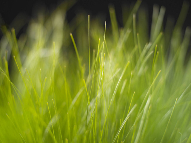 Close up green grass black #5 free wallpaper - medium preview image