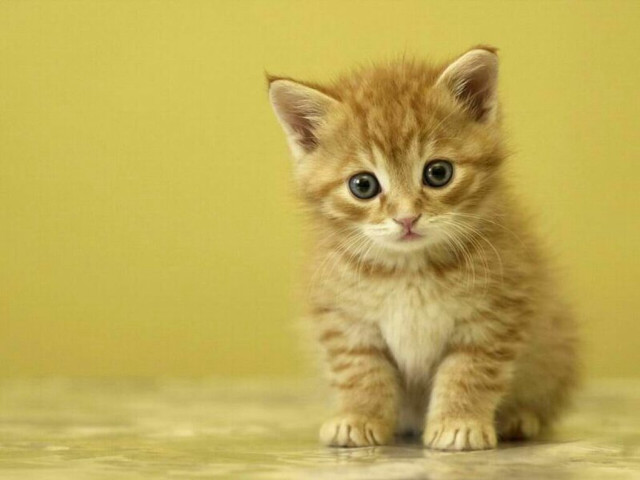 Kitten sad yellow wall table free wallpaper - medium preview image