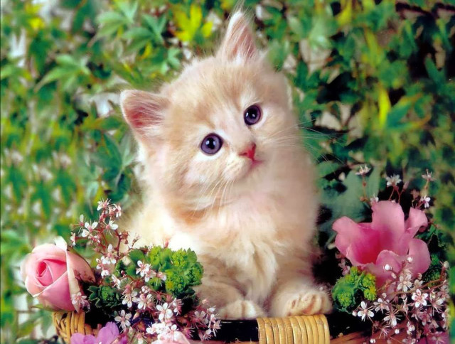 Kitten basket flowers greenery wide free wallpaper - medium preview image