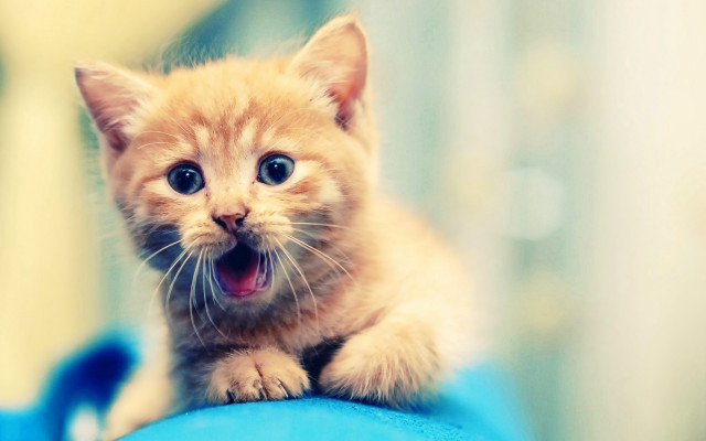 Kitten yawning blue cushion small free wallpaper - medium preview image