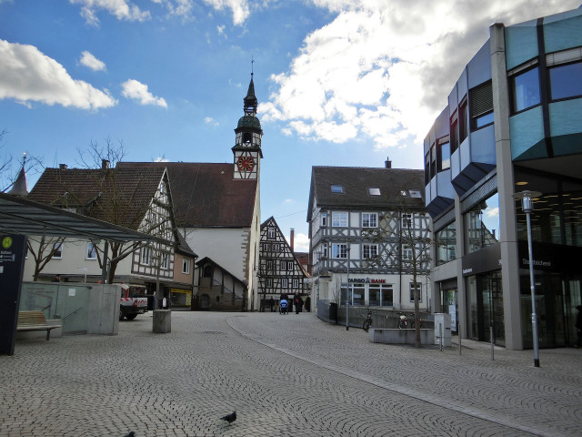 Bird sitting ground town square free wallpaper - medium preview image