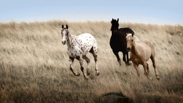 Horses running tallgrass drygrass blue free wallpaper - medium preview image