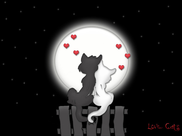 Cat dog fence hearts night free wallpaper - medium preview image