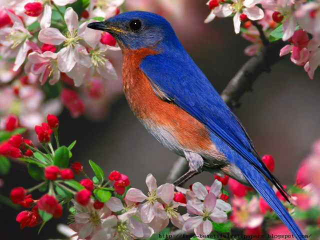 Blue bird sitting branch tree #9 free wallpaper - medium preview image