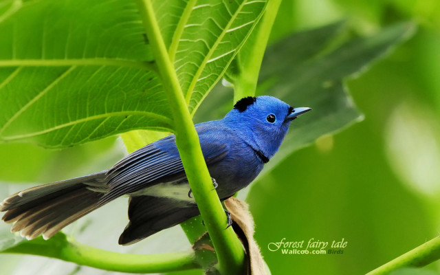 Blue bird green branch sunlight free wallpaper - medium preview image