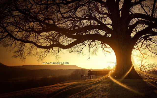 Bench under tree field sunset free wallpaper - medium preview image