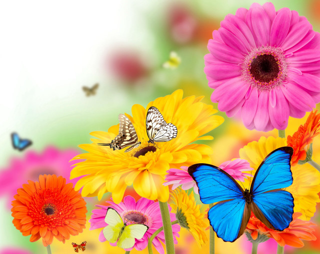 Flowers butterfly white background green free wallpaper - medium preview image