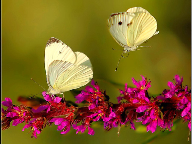 Butterflies sitting flower branch together free wallpaper - medium preview image