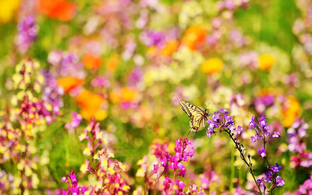 Butterfly flower field background blurry free wallpaper - medium preview image