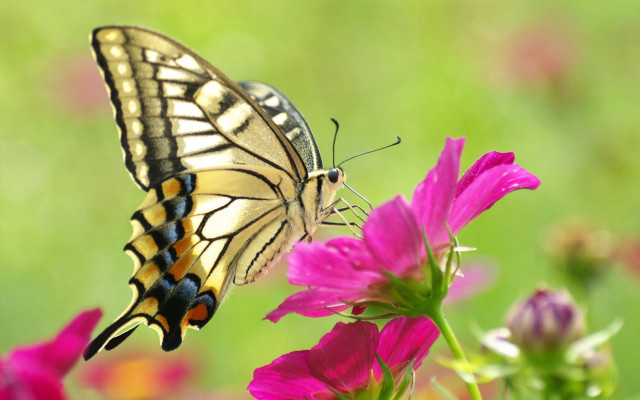 Butterfly flower field blur grass free wallpaper - medium preview image