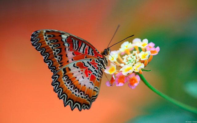 Butterfly sitting flower blurry background #2 free wallpaper - medium preview image
