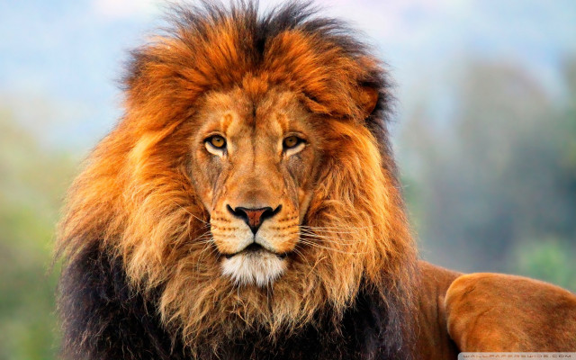 Lion mane blackface browneyes camera free wallpaper - medium preview image