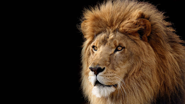 Lion long mane black background #4 free wallpaper - medium preview image