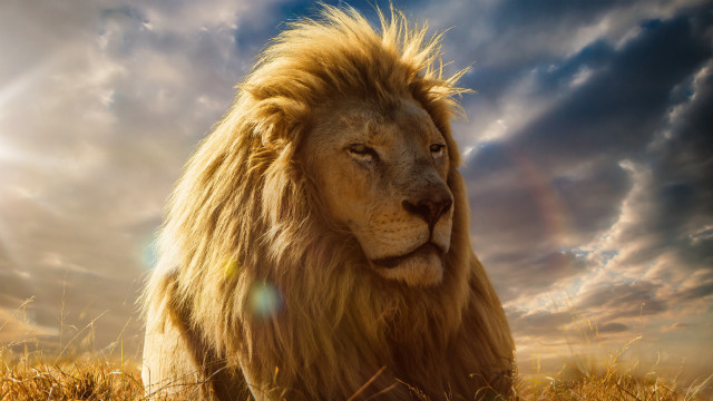 Lion field cloudy sky sunlight free wallpaper - medium preview image