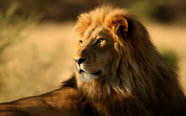 Lion long mane field grass free wallpaper - medium preview image