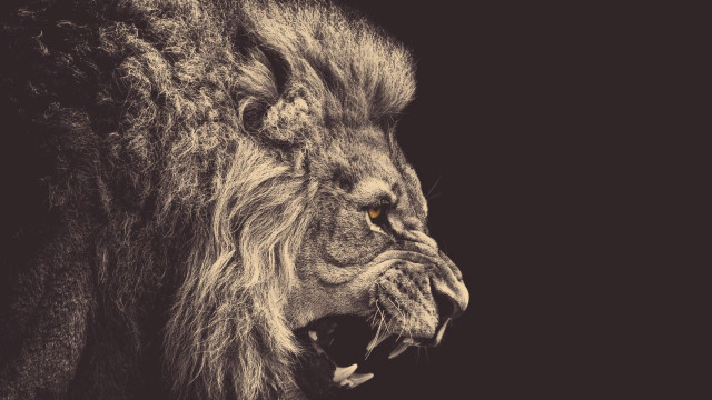Lion mouth open teeth wide #8 free wallpaper - medium preview image