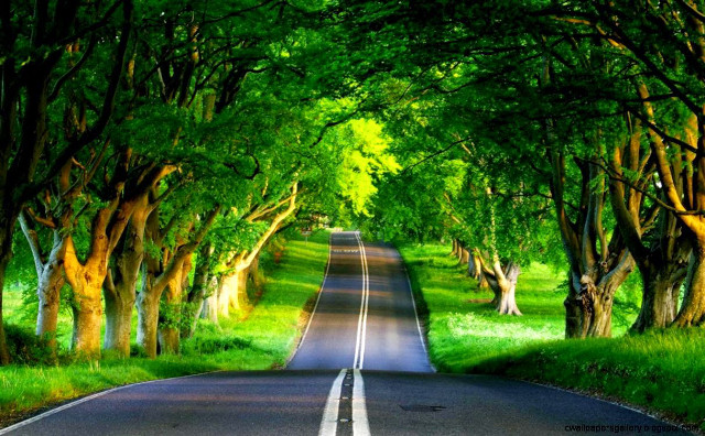 Road trees grass surrounded nature #2 free wallpaper - medium preview image