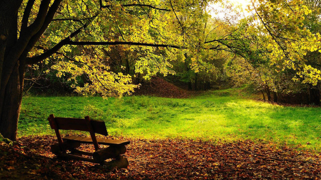 Autumn grassy park bench trees free wallpaper - medium preview image
