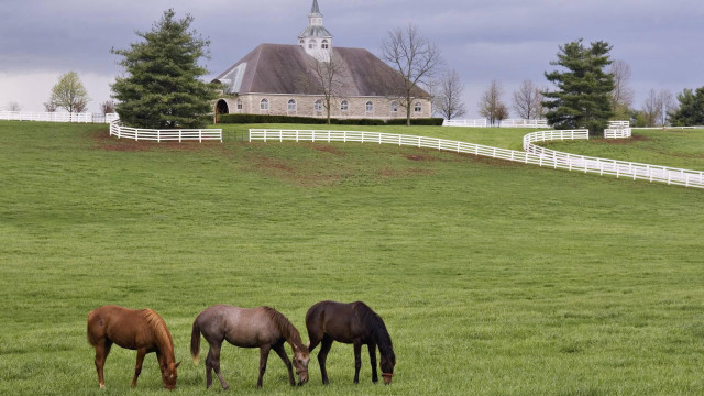 Horses grazing field church background free wallpaper - medium preview image