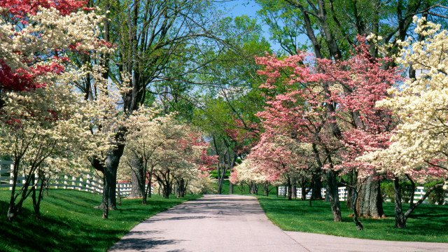 Road trees white fence picket free wallpaper - medium preview image