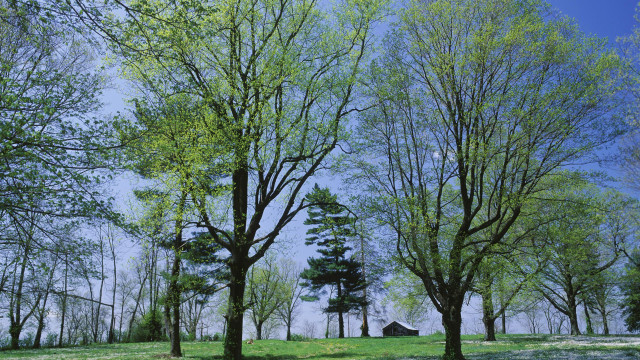 Park trees tent blue sky free wallpaper - medium preview image